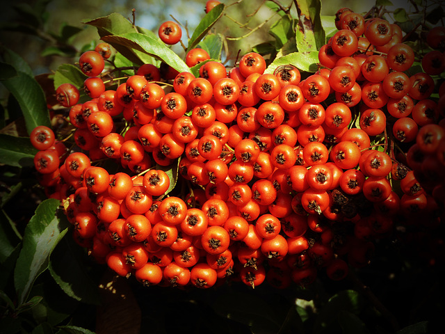 Vogelbeeren - Herbstbild