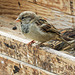 House Sparrow feeding frenzy