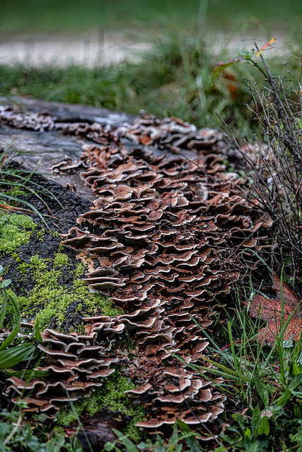 l'automne en forêt de Saoû - Drôme