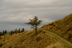 Hawthorn tree