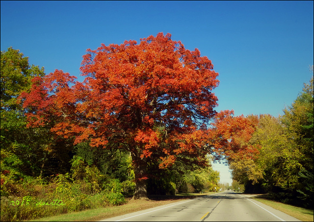 Red Oak.