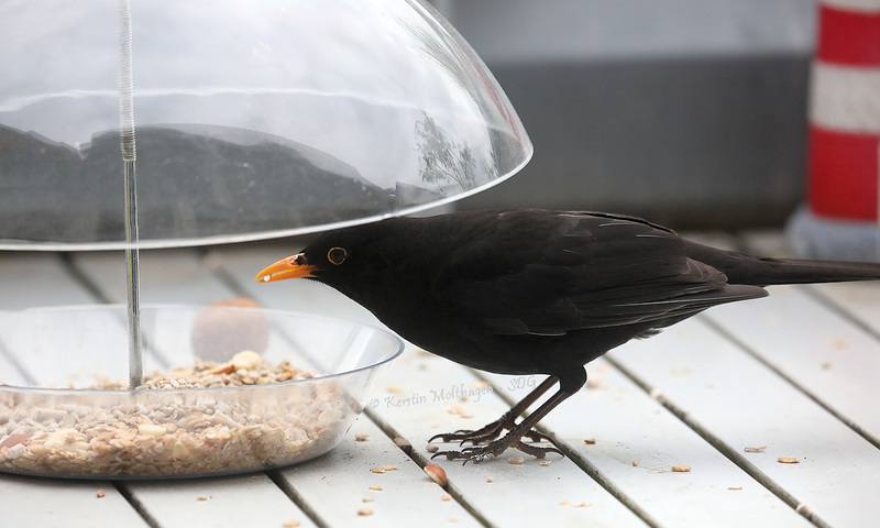 Herr Amsel