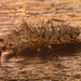 IMG 0530 Springtail