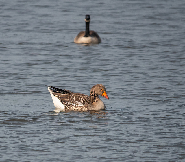 Greylag goose