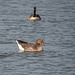 Greylag goose