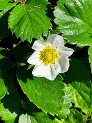 Ramener sa fraise / Come back [EXPLORER]