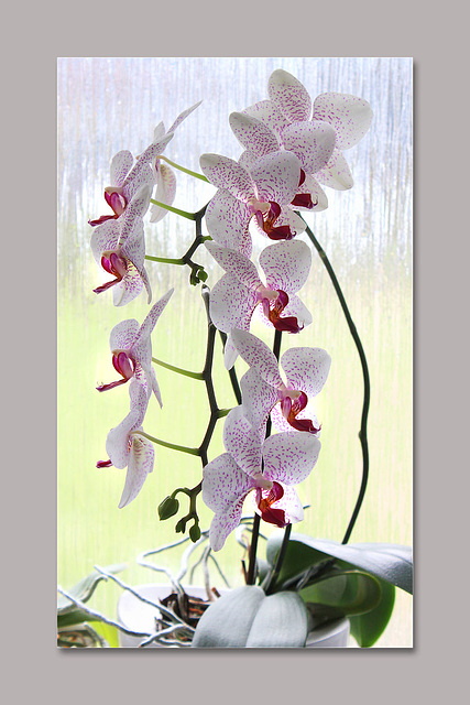 Orchids portrait on grey background - 11.2.2015