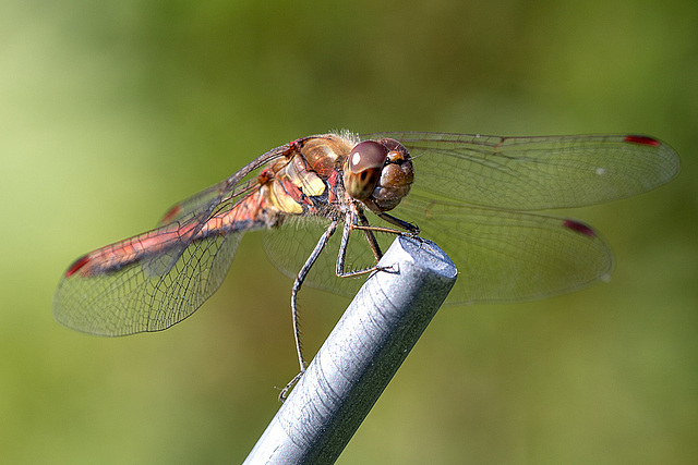 20150821 8576VRMw [D~RI] Große Heidelibelle (Sympetrum striolatum)e,  Rinteln