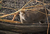 20160306 0276VRAw [D~BI] Sikahirsch (Cervus nippon), Tierpark Olderdissen, Bielefeld