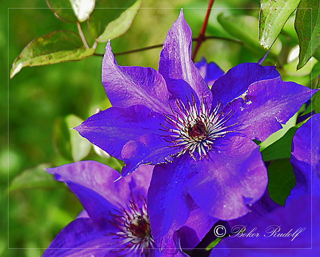 clematis