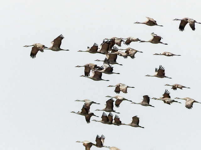 Sandhill Cranes in flight