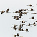 Sandhill Cranes in flight