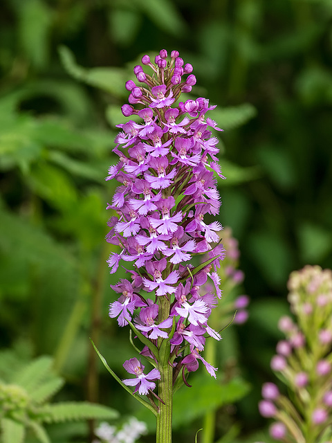 Platanthera psycodes (Small Purple Fringed orchid)