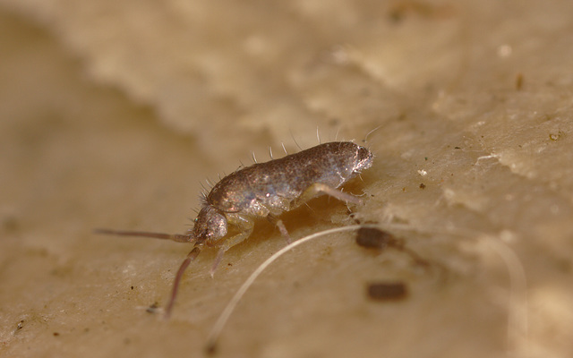 Springtail IMG_0513