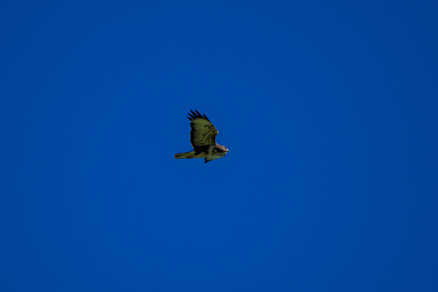 Buzzard