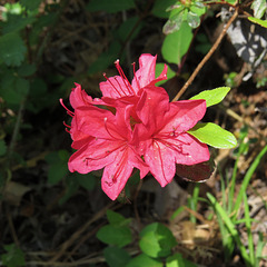 Azalea flowers