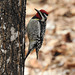 Yellow-bellied Sapsucker