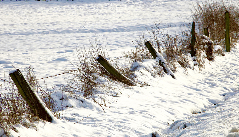 A Fence for Friday