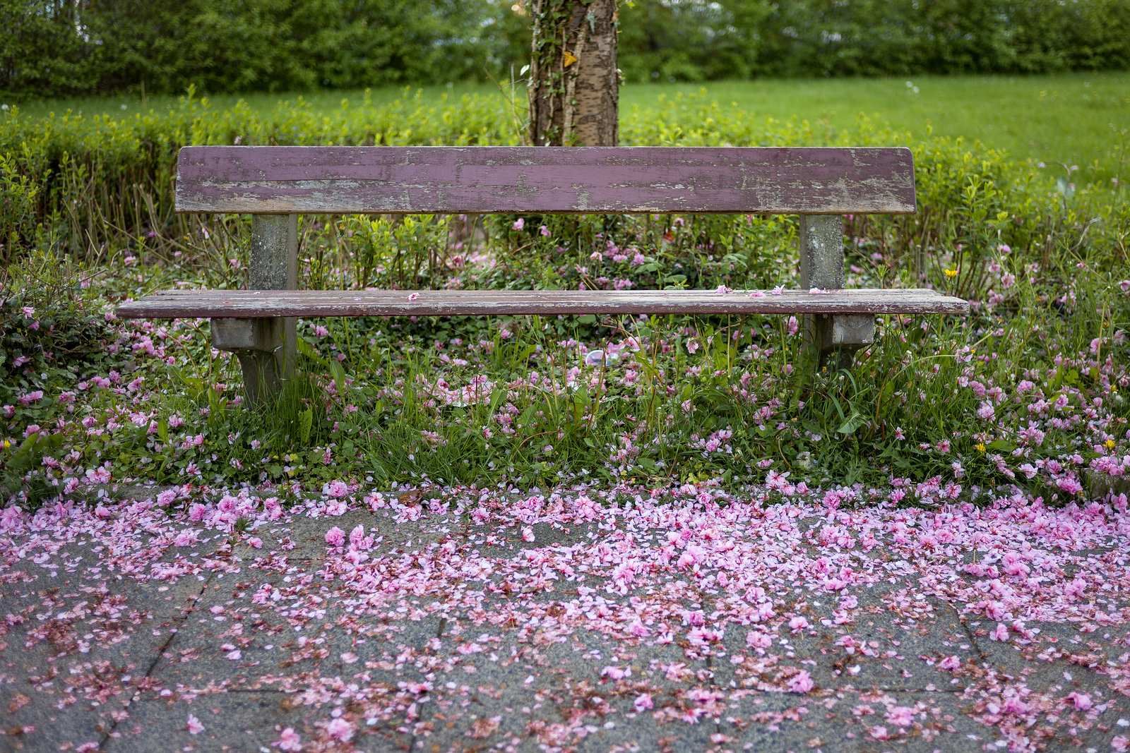 Sprinkled with flowers (18.05.2021)