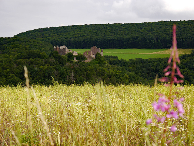 Burgruine Montfort mit Wildblume