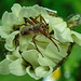 20210609 0773CPw [D~LIP] Spinne mit Beute, Wiesen-Margerite (Leucanthemum vulgare agg), Bad Salzuflen