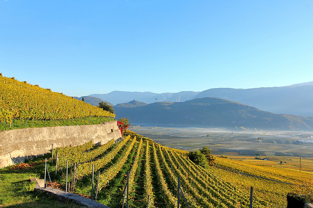 Südtiroler Wein - Blick ins Etschtal