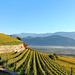 Südtiroler Wein - Blick ins Etschtal