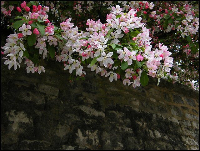 blossom on the old infirmary wall