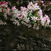 blossom on the old infirmary wall