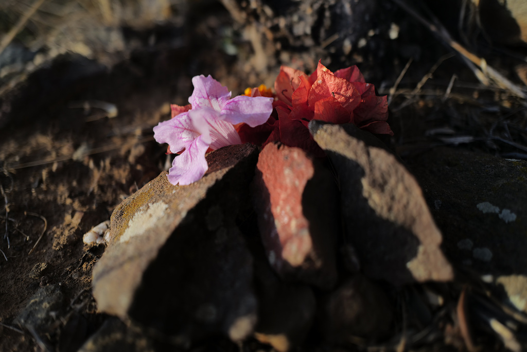 Estrelinha's grave