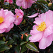 146/365 2025 Camellia