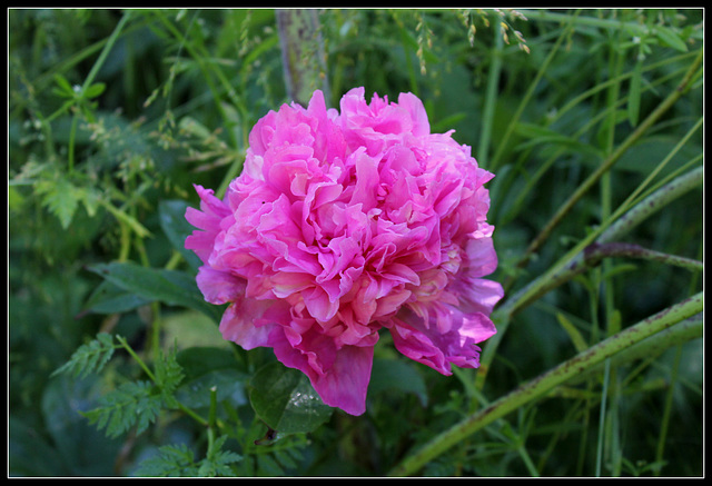 Pivoine Alexandre Dumas (5)
