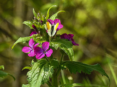 20170409 0410CPw [D~PB] Aurorafalter (Anthocharis cardamines), Steinhorster Becken, Delbrück