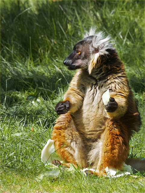 Portrait black lemur