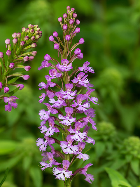 Platanthera psycodes (Small Purple Fringed orchid)