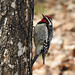 Yellow-bellied Sapsucker