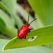 Rouge comme "ma" Ferrari...