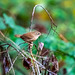 Wren