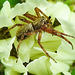 20210609 0775CPw [D~LIP] Spinne mit Beute, Wiesen-Margerite (Leucanthemum vulgare agg), Bad Salzuflen