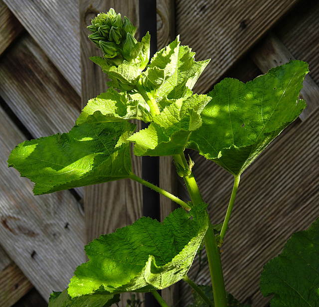 20210627 1148CPw [D~LIP] Stockrose (Alcea rosea), Bad Salzuflen