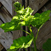 20210627 1148CPw [D~LIP] Stockrose (Alcea rosea), Bad Salzuflen