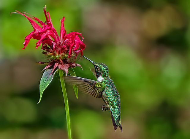 Hummingbird.  6193304