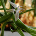 spider plant flower 525
