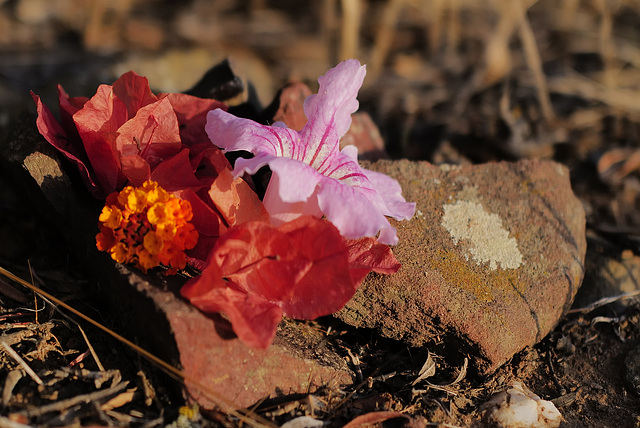 Estrelinha's grave