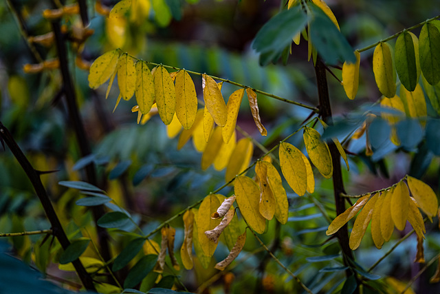 l'automne en forêt de Saoû - Drôme