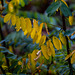 l'automne en forêt de Saoû - Drôme