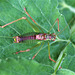 HELP!!! Is this a Grasshopper Nymph??