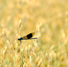 Libelle