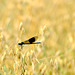 Libelle