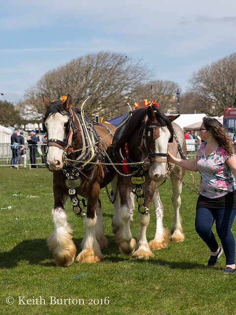 Working and Heavy Horse Show